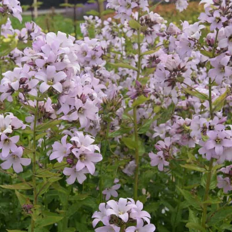 Campanula lactiflora 'Loddon Anna' ---